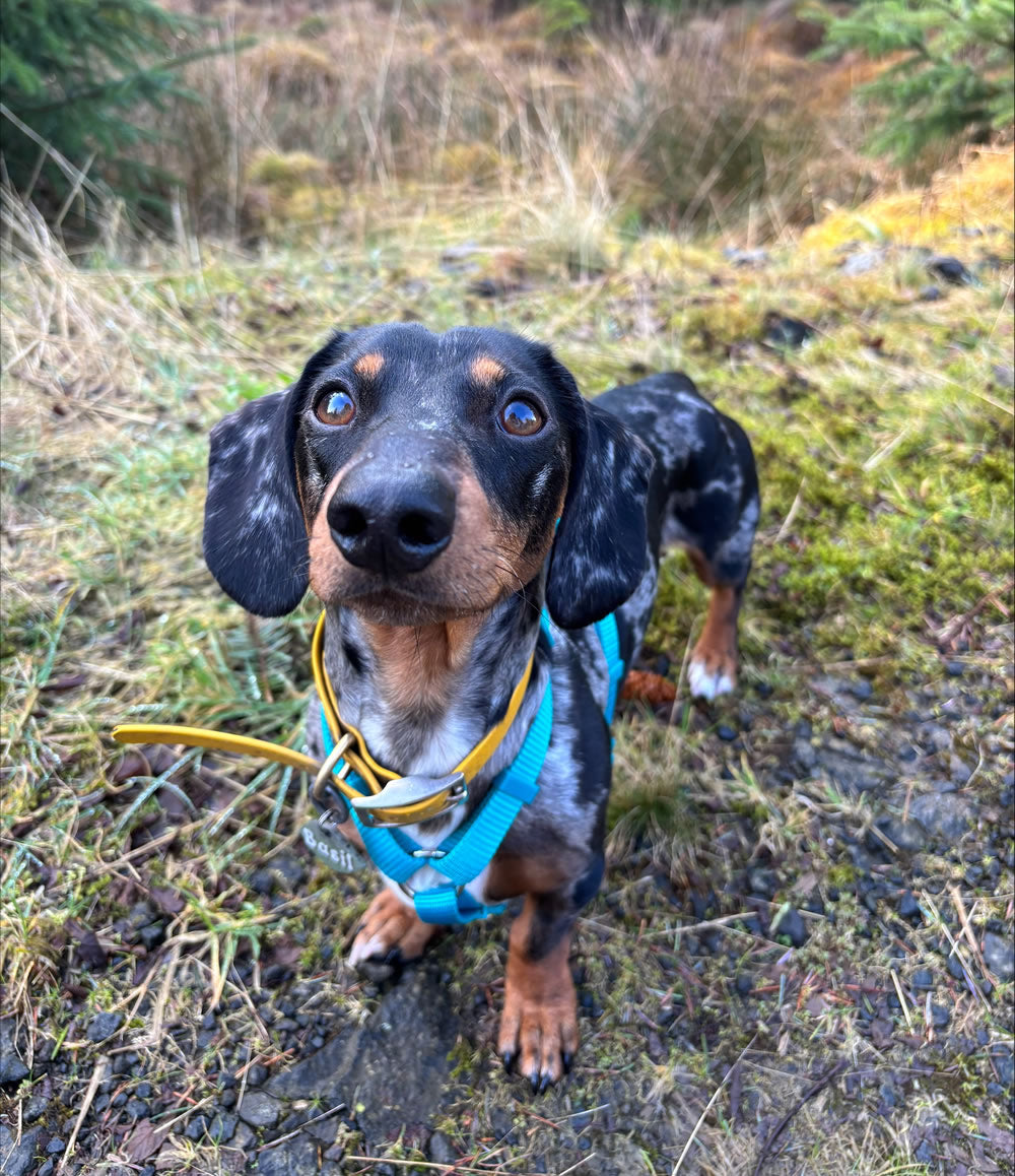 Dachshund Basil with luxating patellas loves Gold Dust Joint Supplement
