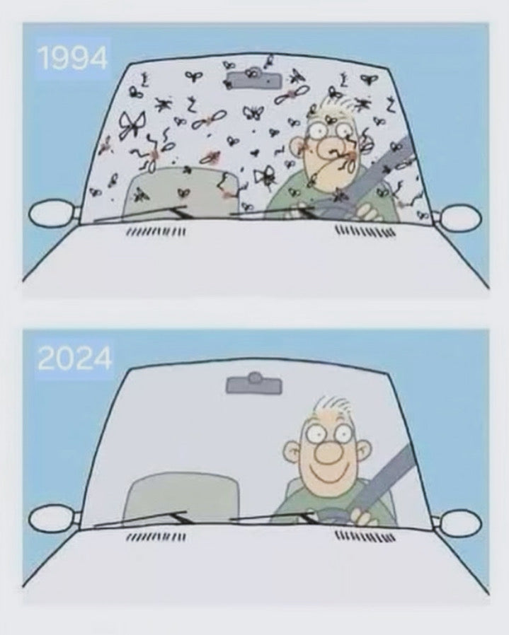 Car windscreen with flies