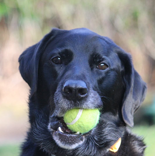 Do vegan diets protect our dogs against cancer?