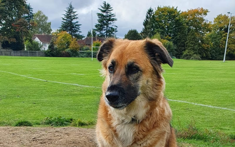 millie-walks-for-hours-success-stories-vegan-dog-food