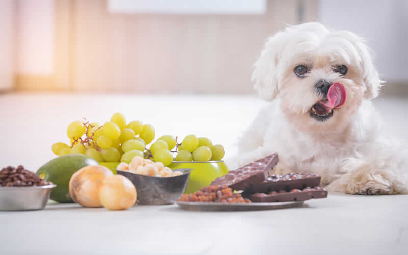 Poisonous foods not to feed your dog such as grapes, raisins, macadamia nuts and onions