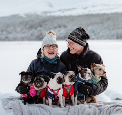 Vegan pugs in snow with owners all smiling