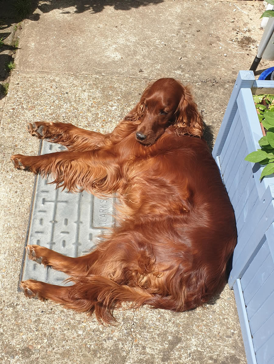 Irish Setter lying in sun transformed in health when fed Just be Kind Solo Vegetal