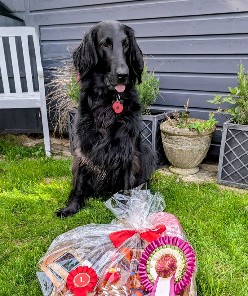 Plant-based flat-coat Retriever dog wins best in show at Isle of Wight