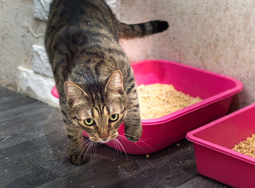 Cat with urinary tract issues plant-based cat food diet