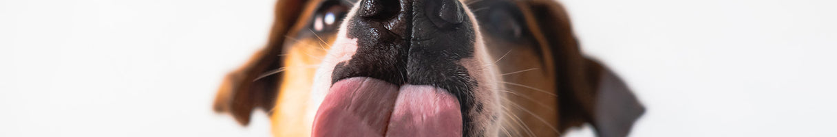 Dry Plant Powered Dog Food