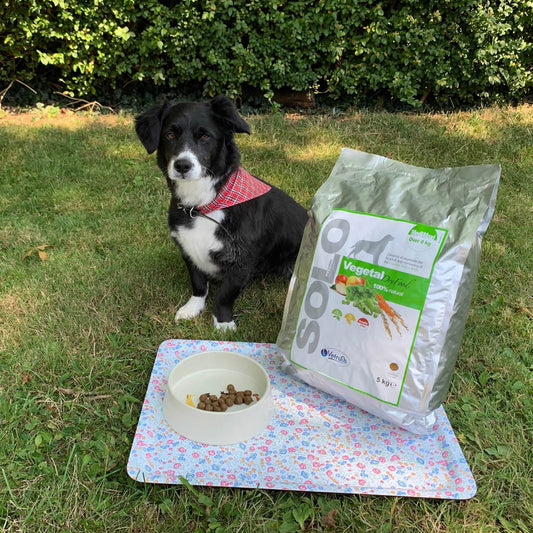 Dog with food bag and bowl