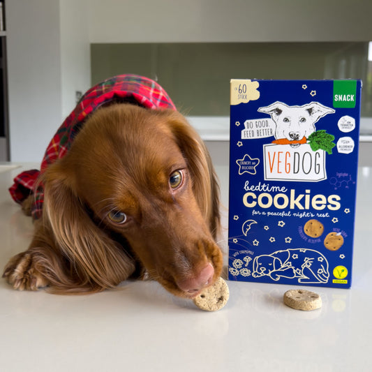 Spaniel eating a Veg Dog bedtime cookie with the packaging in the background.