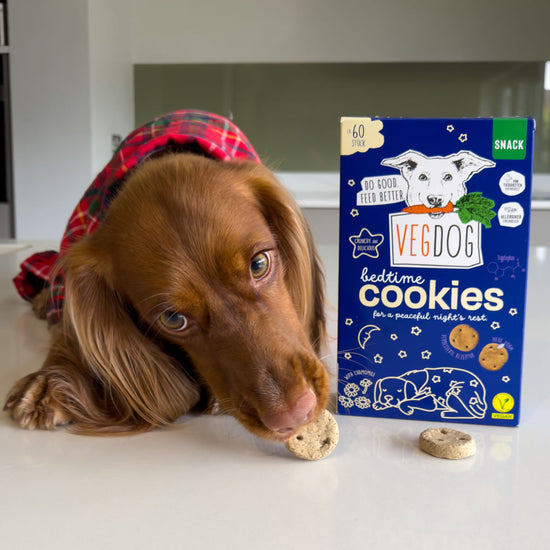 Spaniel eating a Veg Dog bedtime cookie with the packaging in the background.