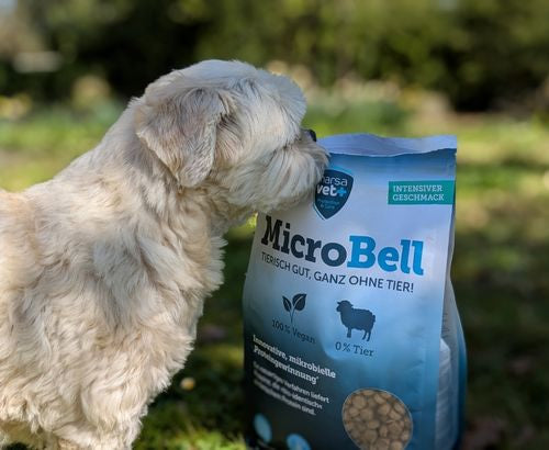 MicroBell Innovation Celebration!