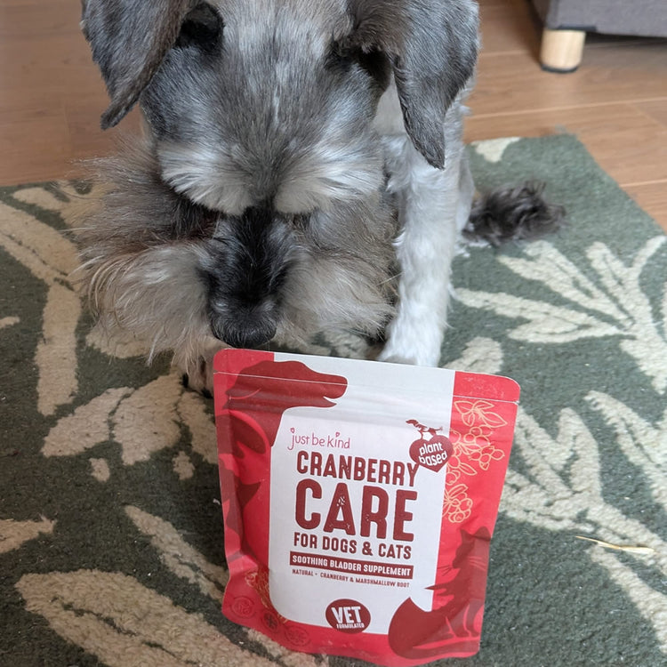 Schnauzer Bella sniffind Cranberry Care