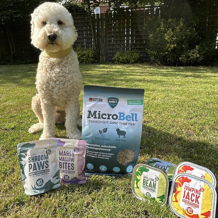 Cockapoo smiling and sitting on grass with Happy Gut Happy Mutt Package with Microbell, Give A Dog A bean, Jumping Juck and prebiotic dog treats