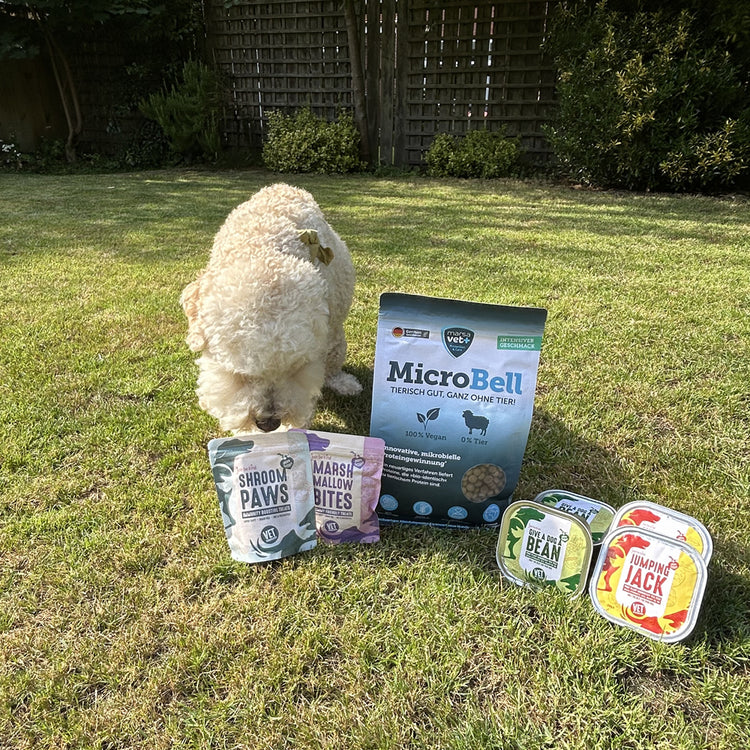 Cockapoo sniffing Shroom Paws and Marshmallow Bites vegan dog treats