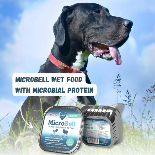 Great dane with Microbell wet food packaging against a natural background