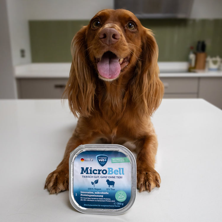 Microbell wet food and spaniel
