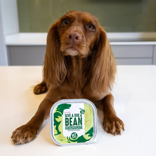 Give A Dog A Bean in trays with vegan Spaniel