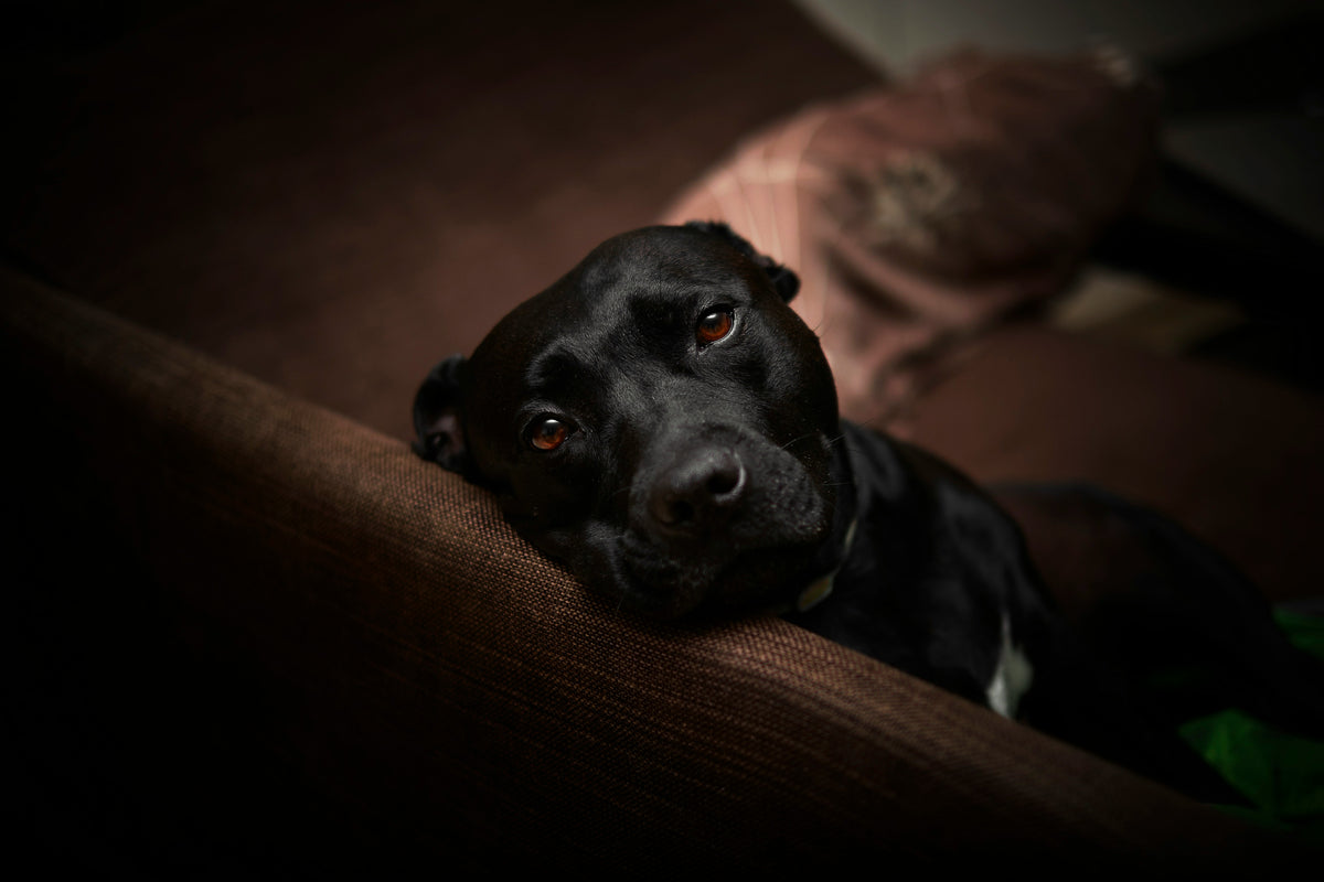 Just Be Kind Dog Food