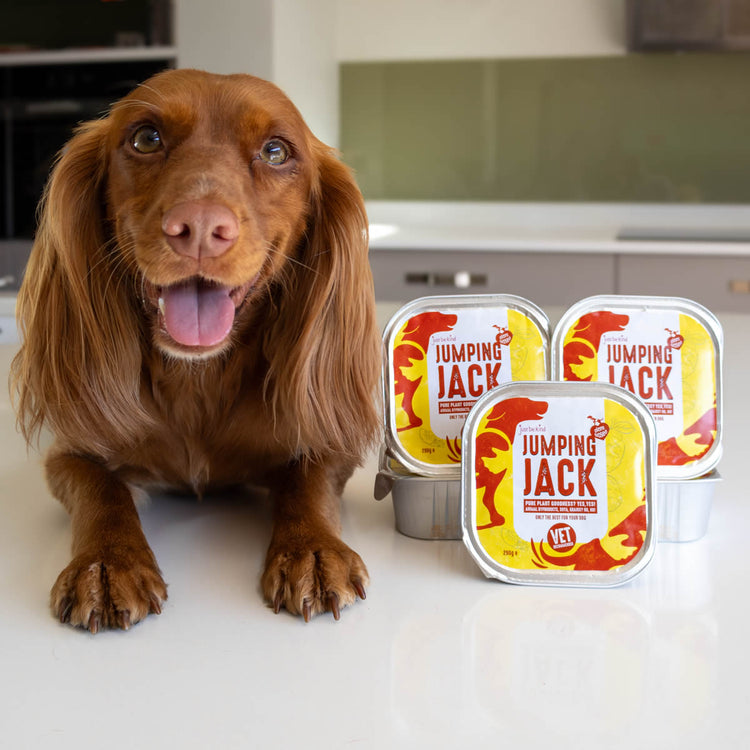 Spaniel smiling next to trays of delicious Jumping Jack complete dog food