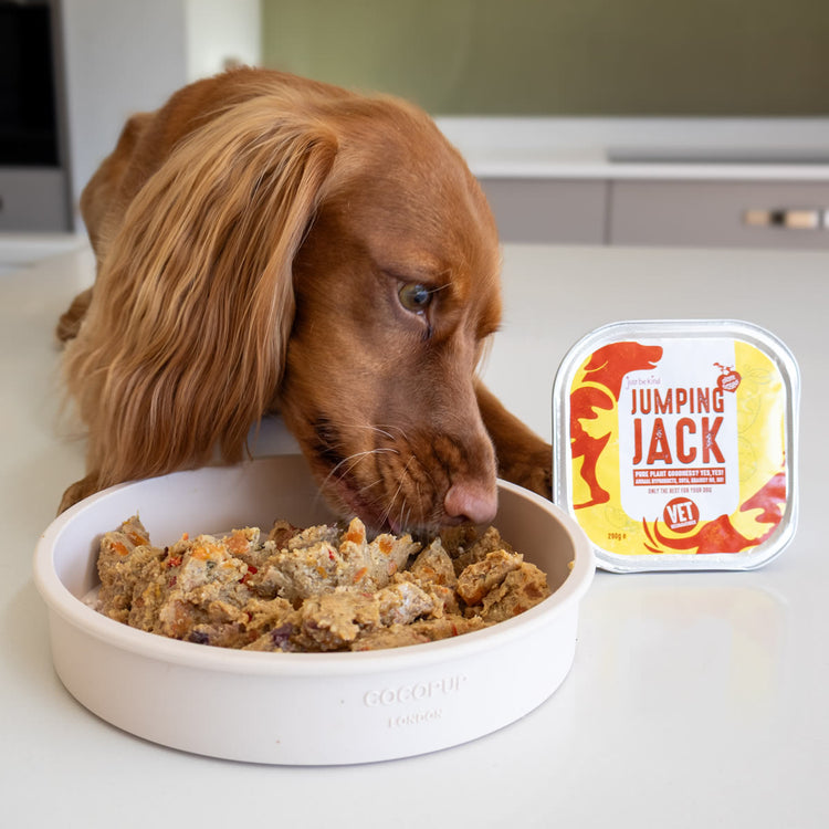 Spaniel eating delicious Jumping Jack wet food