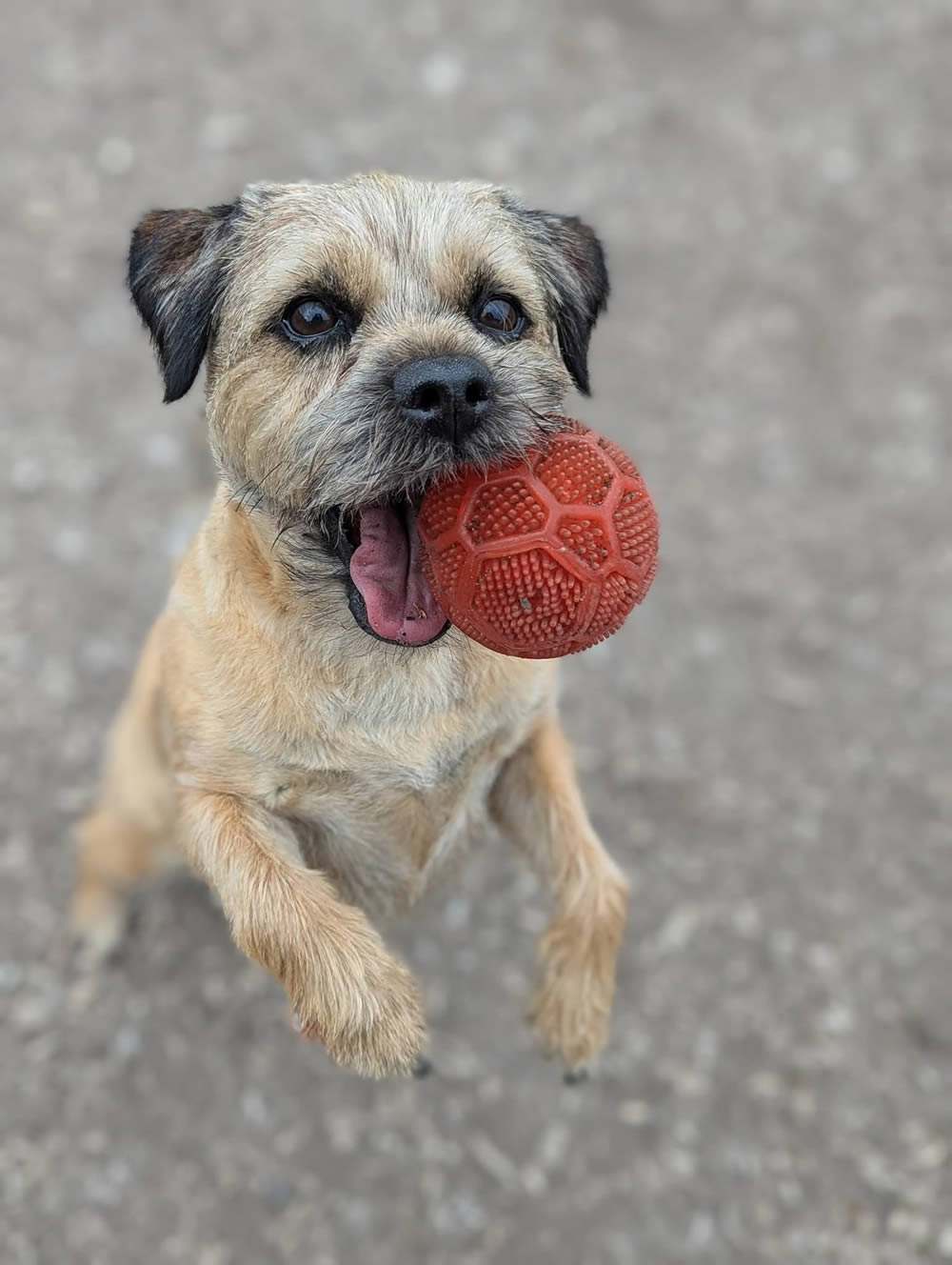 Bailey Border Terrier eating a plant-based diet and her red ball