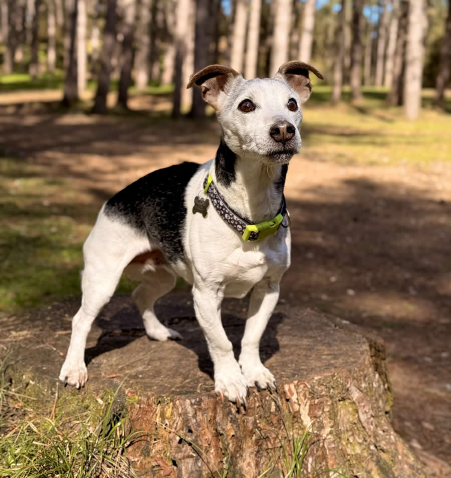 Elderly Jack Russell with IBD thriving on vegan dog food