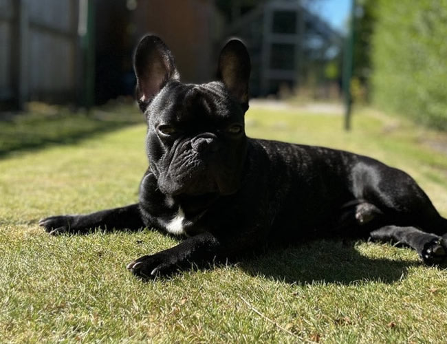 French Bulldog eats vegan diet lying on grass