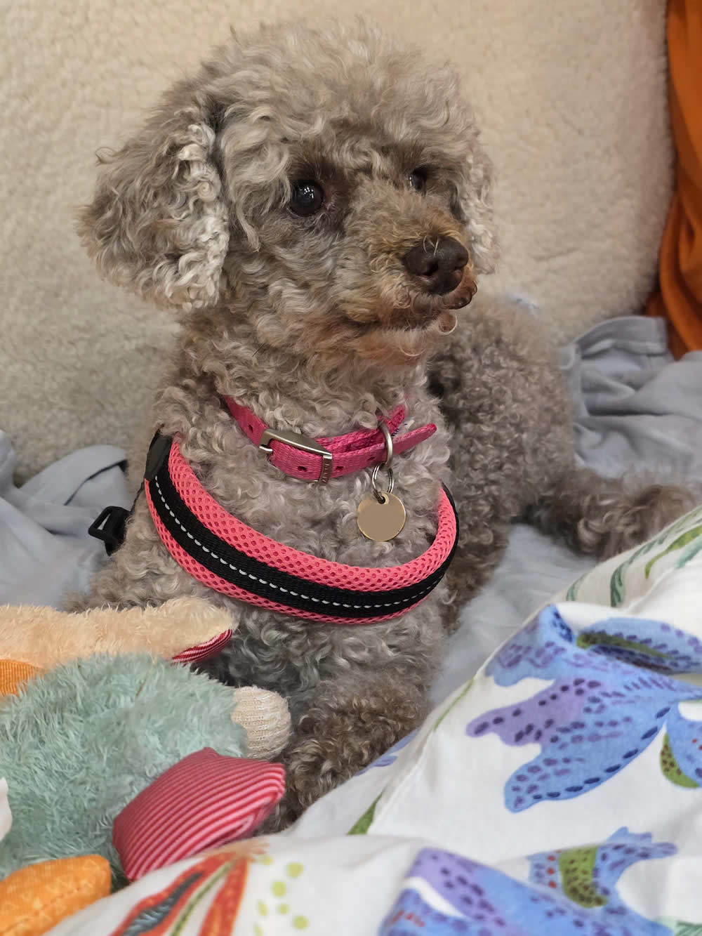 Toy Poodle Betsie with her toys thriving on a vegan dog food diet