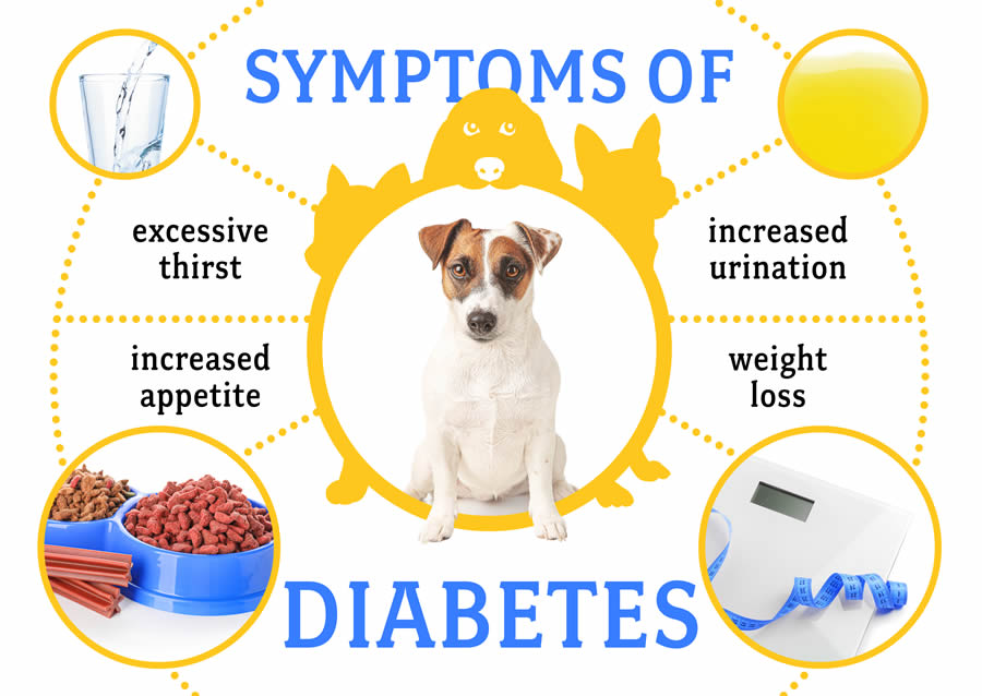 Symptoms of diabetes in dogs and image of jack russell