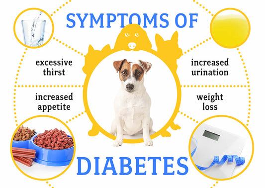Symptoms of diabetes in dogs and image of jack russell