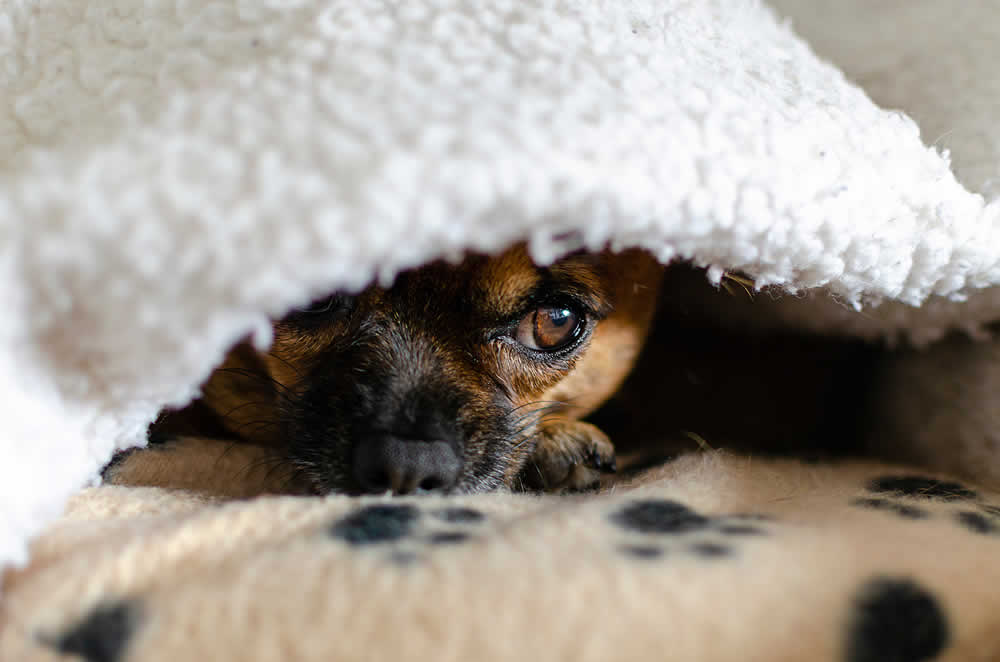 Frightened snsitive dog hiding under a blanket as scared about fireworks