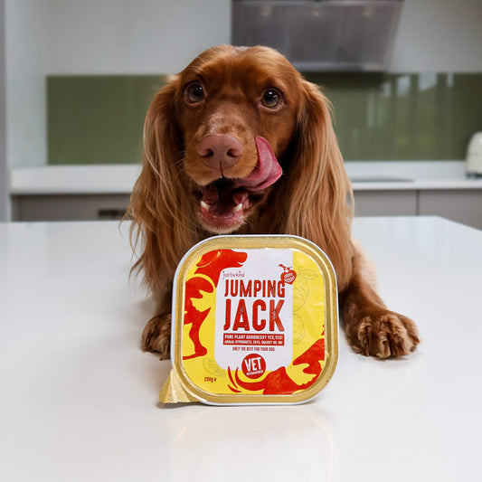 Spaniel licking her lips as Jumping Jack plant-based dog food so delicious