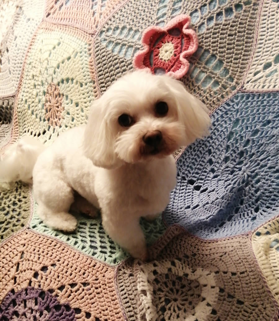 Maltese/Bichon sitting on crochet blanket who loves BioBuddy Cold-Pressed