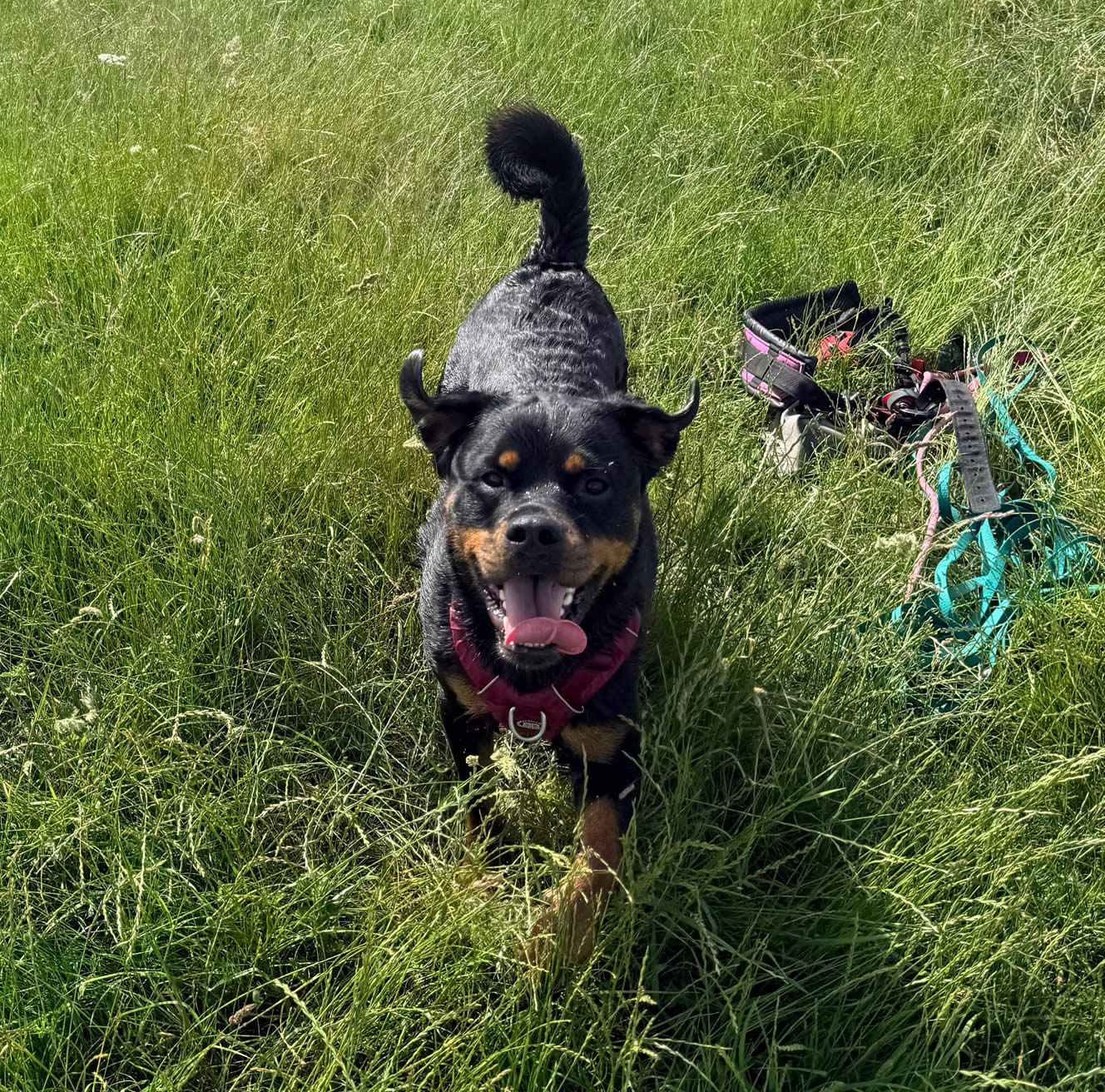Rottweiler Vera eats Solo Vegetal for itchy skin