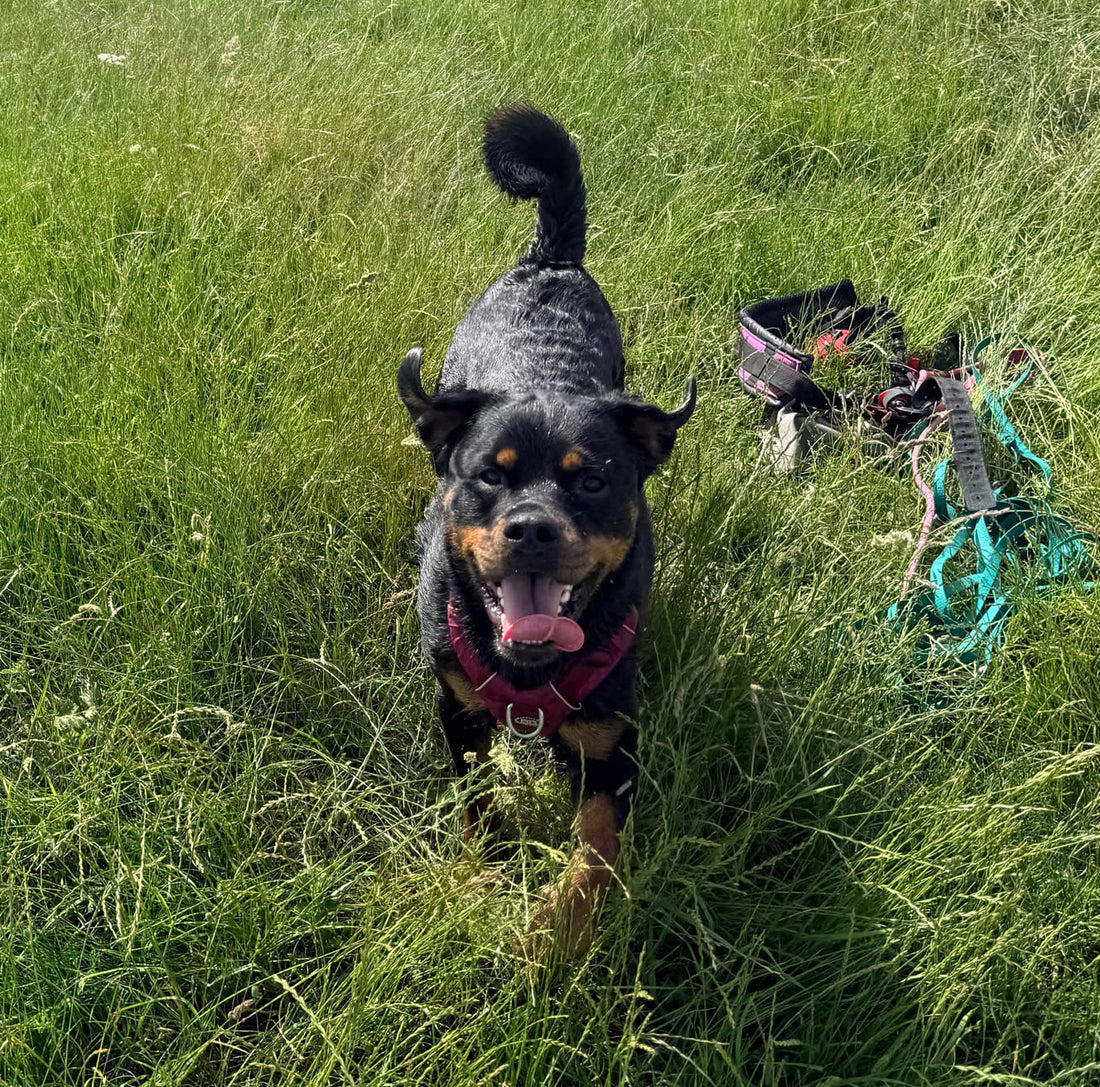 Rottweiler Vera eats Solo Vegetal for itchy skin