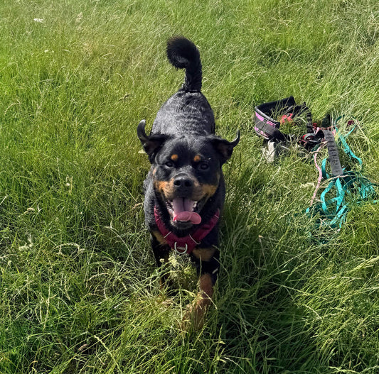 Rottweiler Vera eats Solo Vegetal for itchy skin