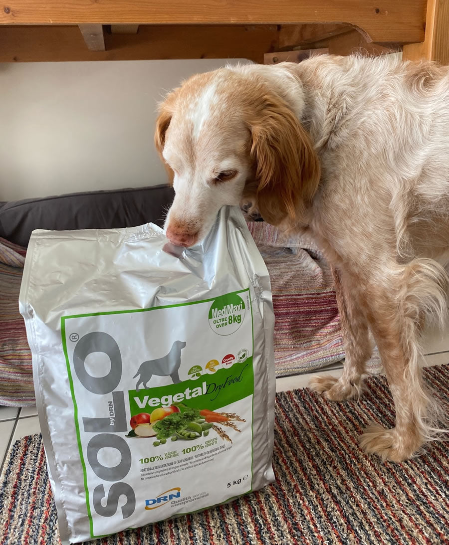 Brittany Spaniel sniffing a bag of Solo Vegetal