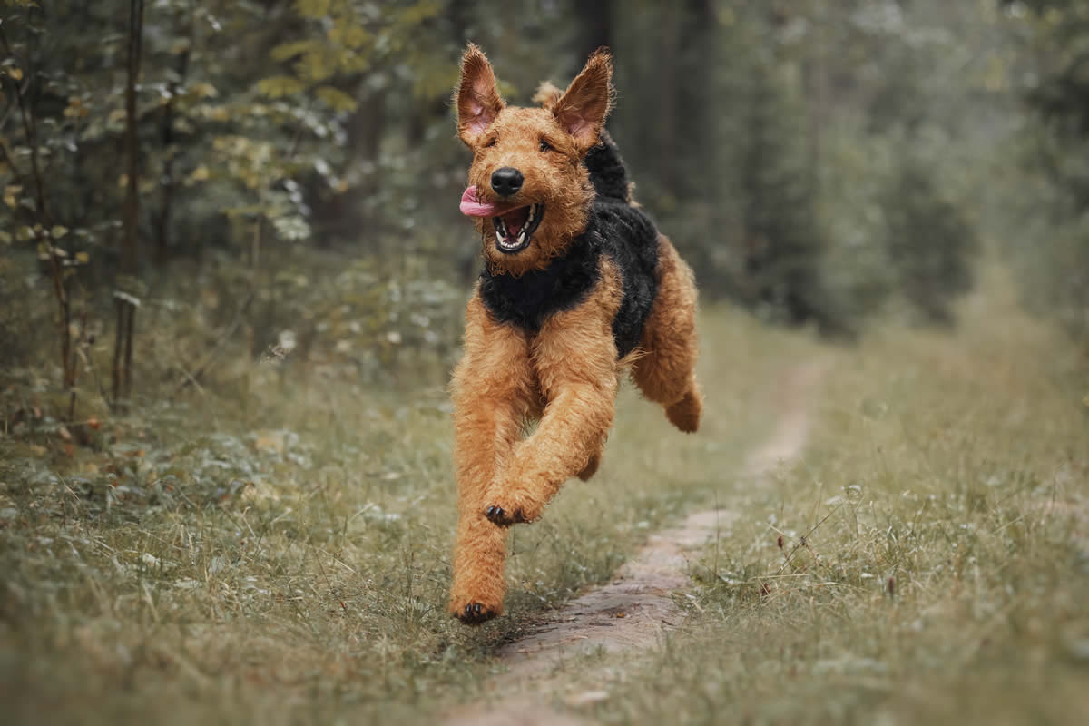 Airedale Terrier thriving on plant-based diets