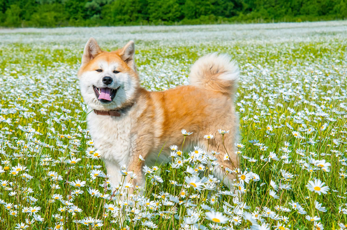 Akita in daisy meadow plant-based diets so good for Akitas