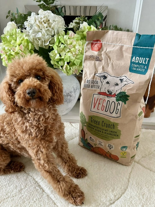 Vegan Cockapoo with owner who survived cancer and is thriving eating Green Crunch on Green Crunch