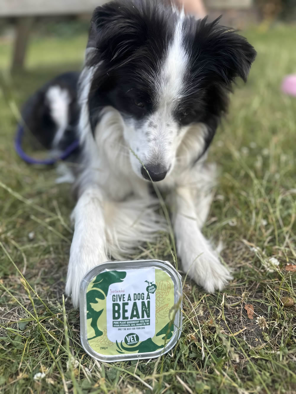 Alma plant-based Border Collie and Give A Dog A Bean tray
