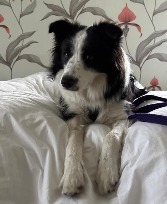 Vegan Border Collie on sofa who loves Give A Dog A Bean