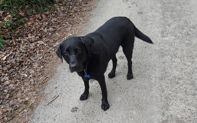 Arthur diabetic Labrador eats plant-based diet