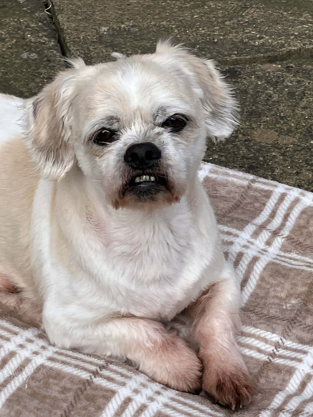 Dog Barty with allergies showing pink paws