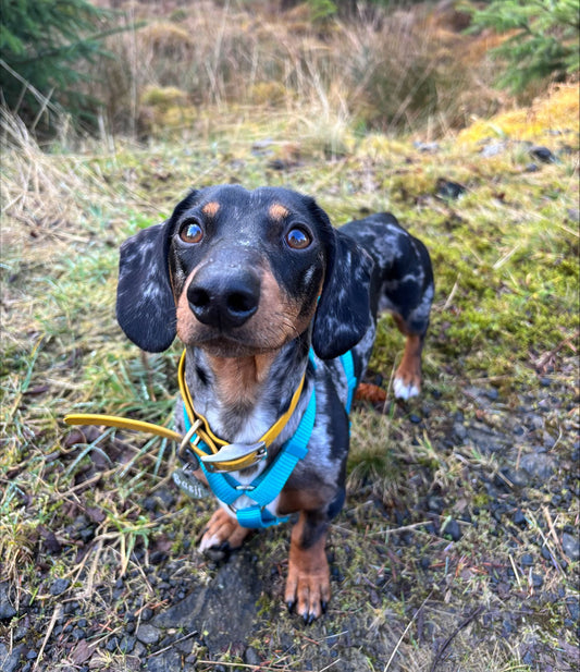 Dachshund Basil with luxating patellas loves Gold Dust Joint Supplement