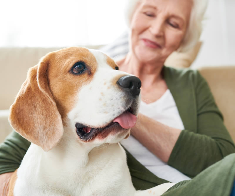 Buddy the Beagle and owner on sofa