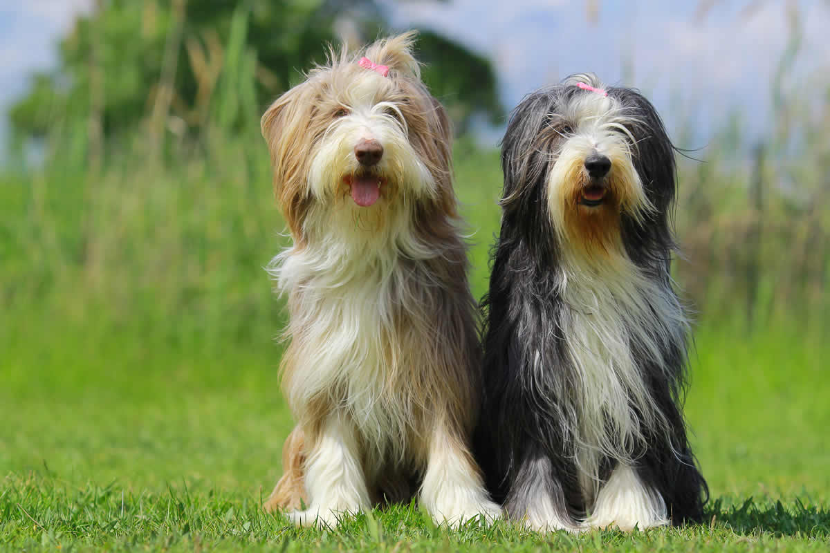 Bearded Collies thrive on a plant-based diet