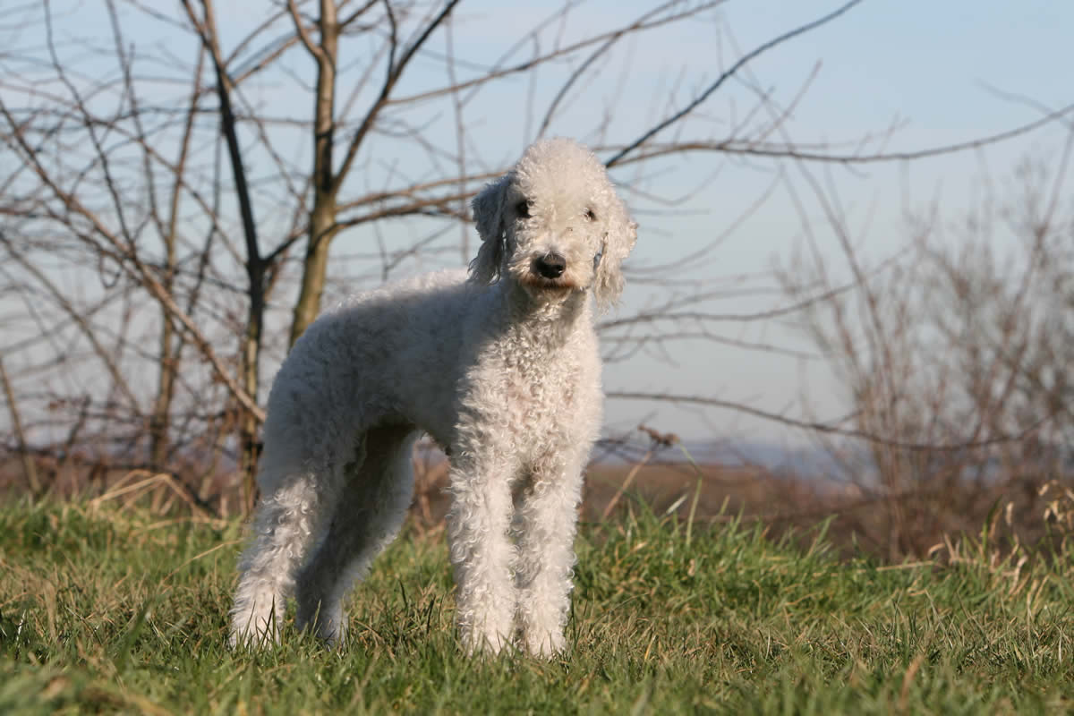 Bedlington Terriers thrive on plant-based dog food