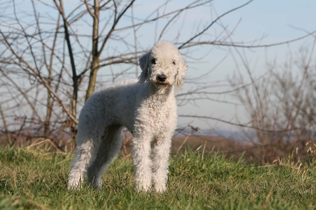 Bedlington Terriers thrive on plant-based dog food