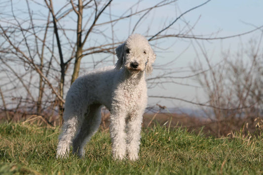 Bedlington Terriers thrive on plant-based dog food