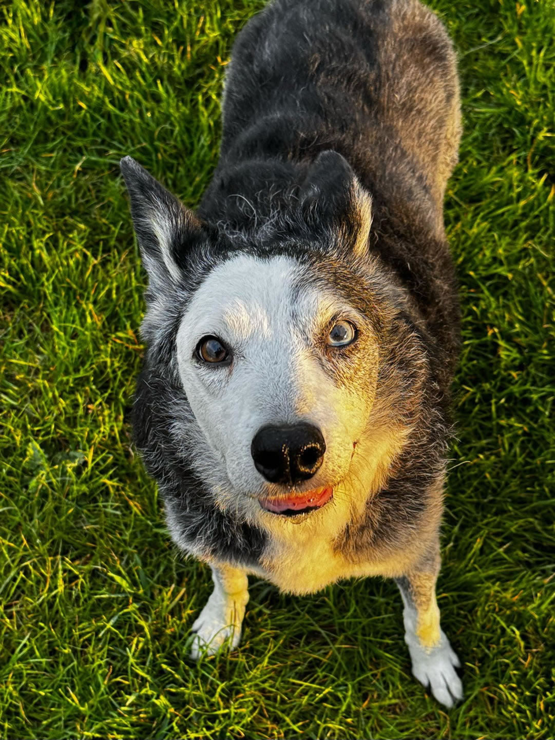 Vegan dog Benny who reversed kidney disease with a plant-based diet
